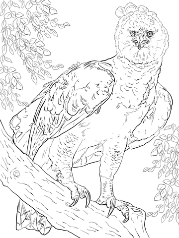 American Harpy Eagle Coloring Page